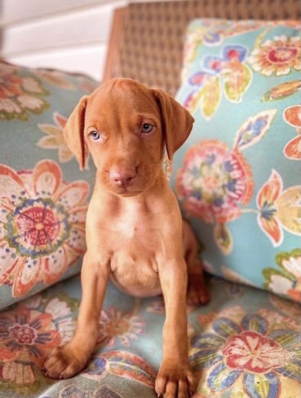 vizsla puppy