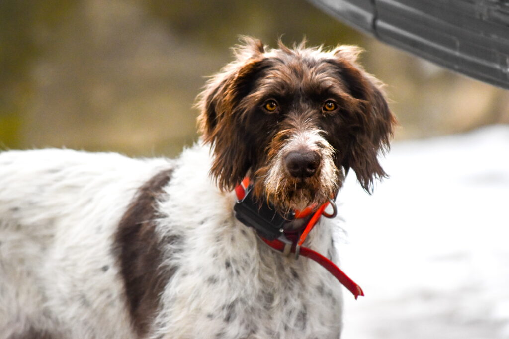 German Wirehaired Pointer