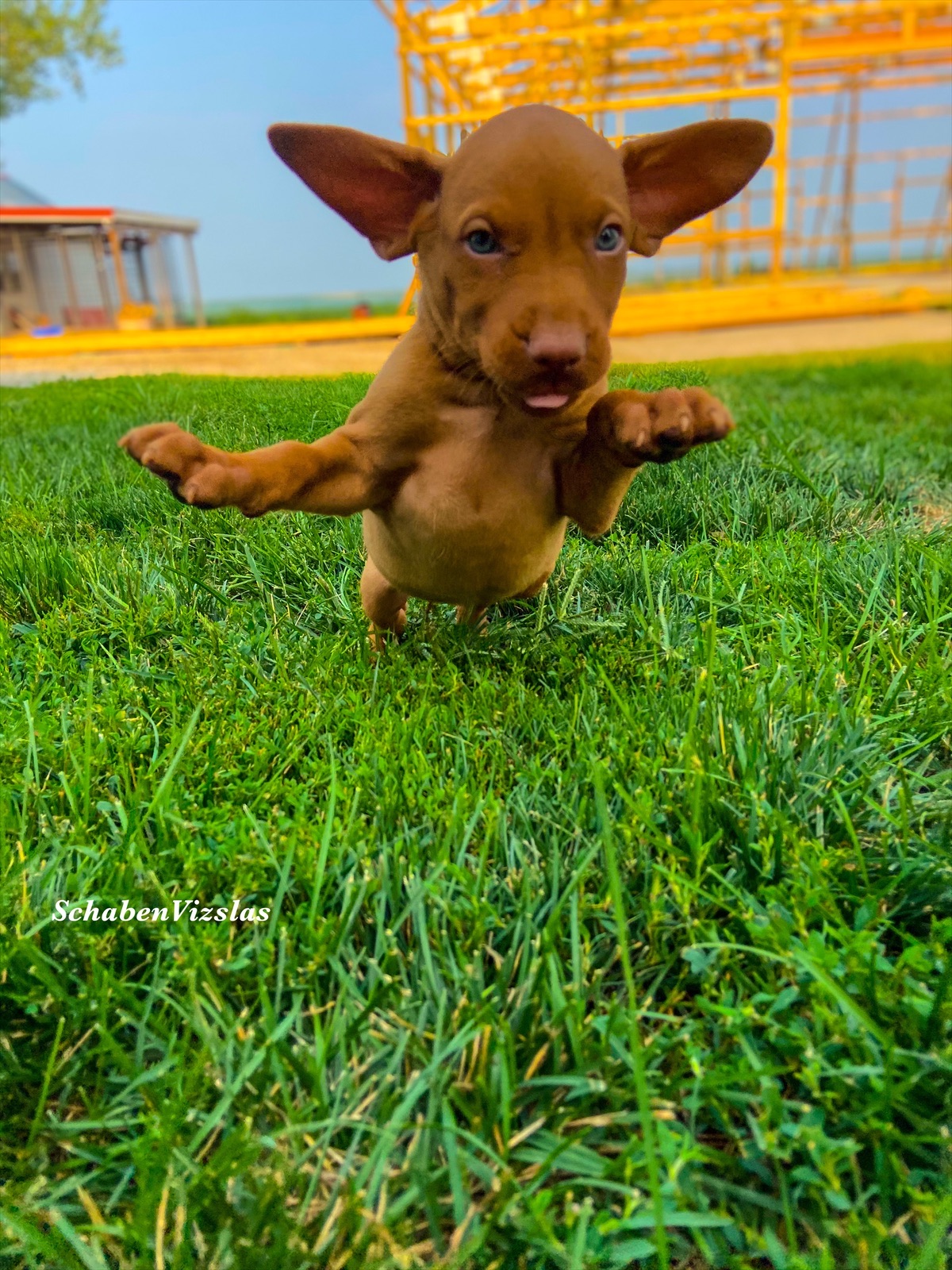 vizsla puppy