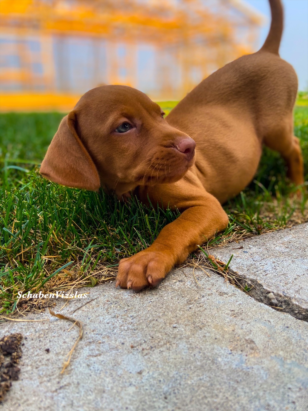 vizsla puppy