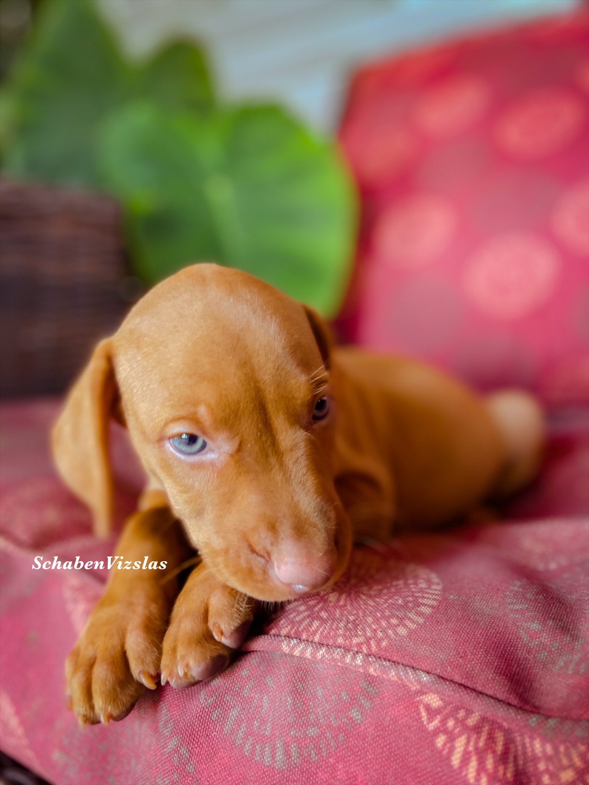 vizsla puppy