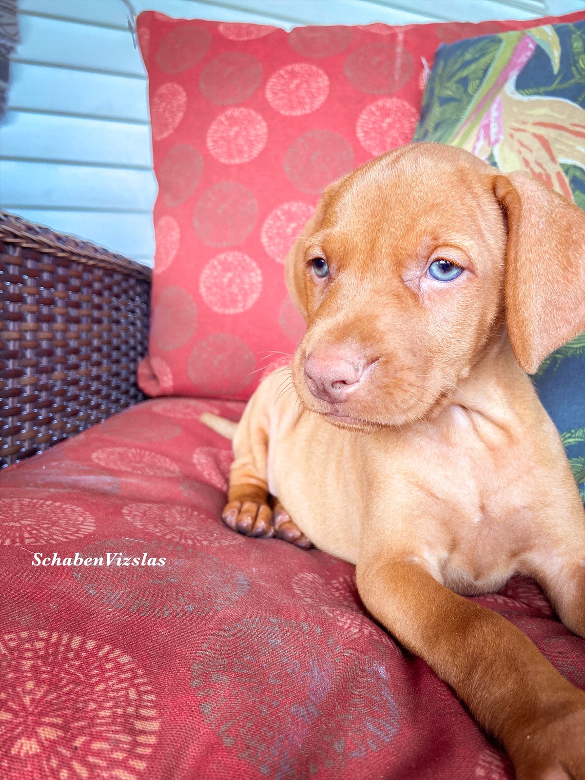 vizsla puppy