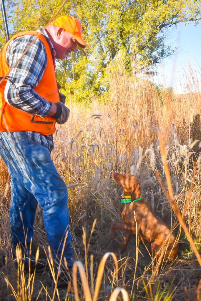 pheasant hunting