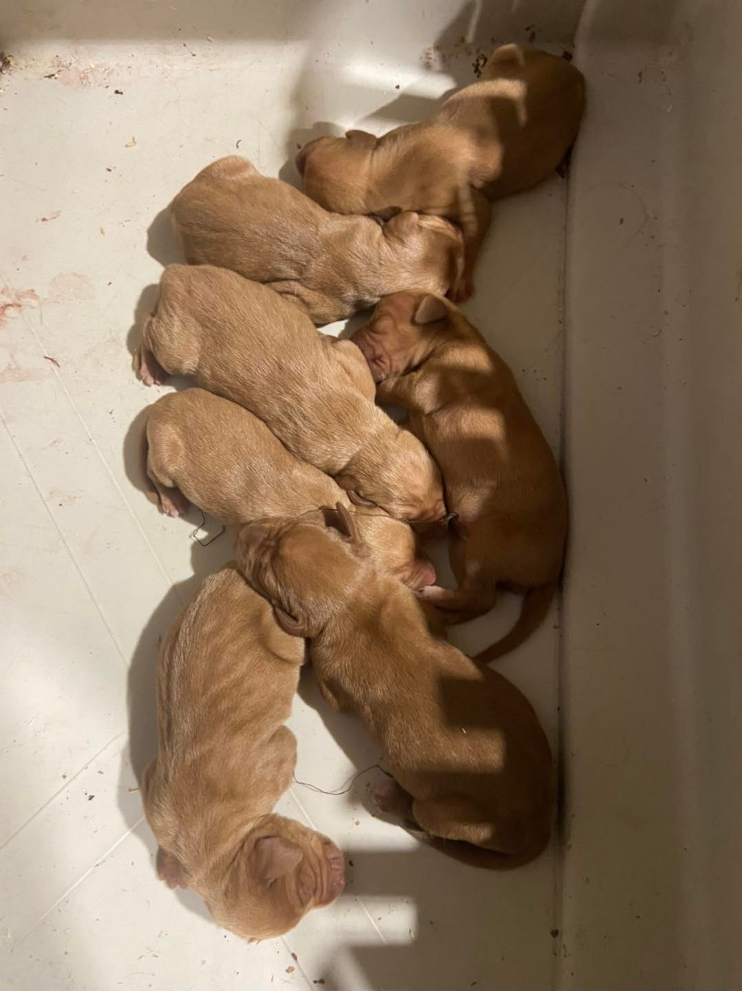 vizsla puppies