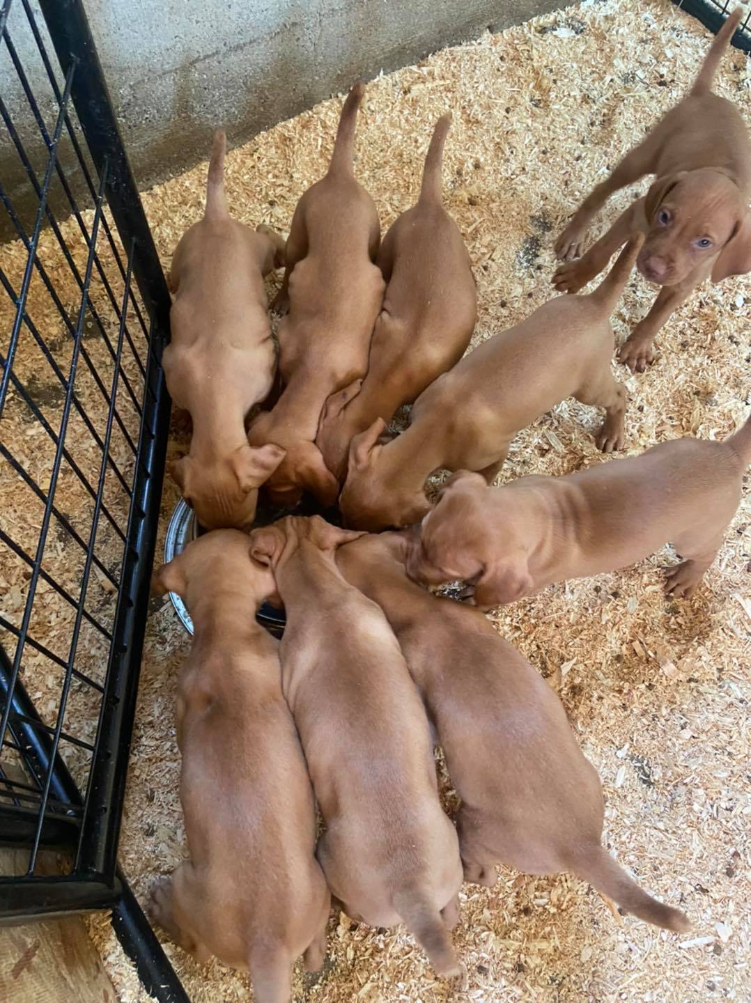 vizsla puppy